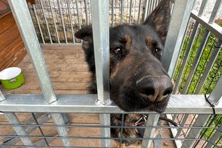 Suczka-saperka Molly znalazła granat. Właściciel nie mógł uwierzyć własnym oczom