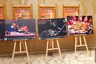 Wystawa Stolen Wildlife w Warszawskim ZOO