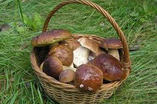 Smaczne grzyby