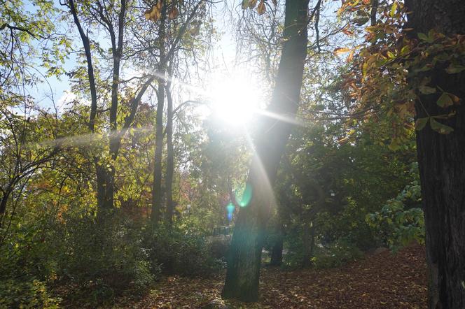 Park Wilsona jesienią