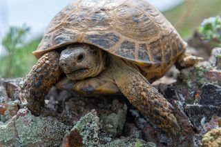 Żółw uciekł z terrarium i terroryzował działkowiczów. Na szczęście już go ujęto! 