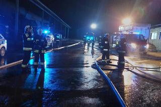 Pożar chlewni pod Piotrkowem Trybunalskim. Ponad 2 tysiące zwierząt zginęło