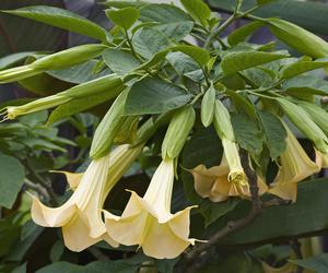 Niesamowita Datura. Zdjęcia