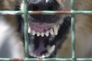 Ugryzł Cię PIES? Możesz być W ŚMIERTELNYM NIEBEZPIECZEŃSTWIE