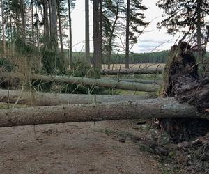 Silny wiatr w Polsce. Nawet 95km/h! Będzie alert RCB? 