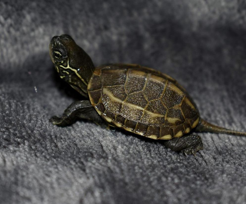 Na śmietniku w Lublinie znaleziono żółwia