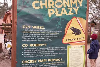 Ochrona żab na Barbarce