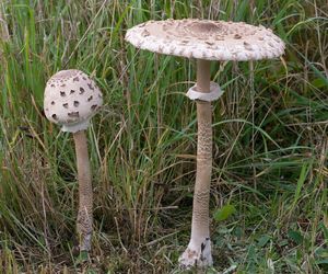 Grzyby w kujawsko-pomorskim