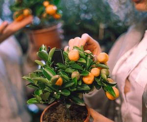 Nieznany w Polsce owoc na niski cholesterol. Idealny również dla cukrzyków