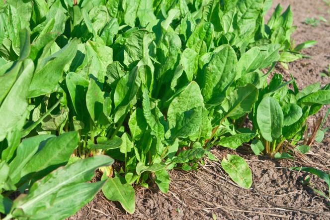Szczaw zwyczajny - Rumex acetosa