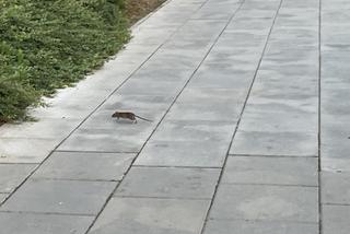 Plaga gryzoni na Rondzie Wiatraczna