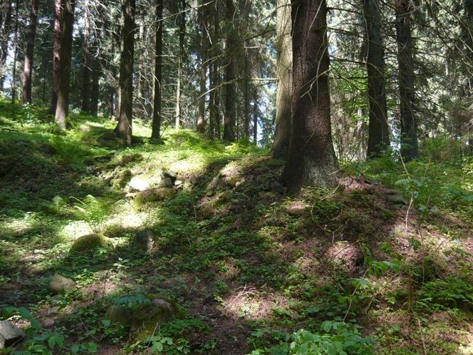 Ogromne zmiany w Puszczy Boreckiej. Co oznacza powiększenie rezerwatu Borki na Mazurach?