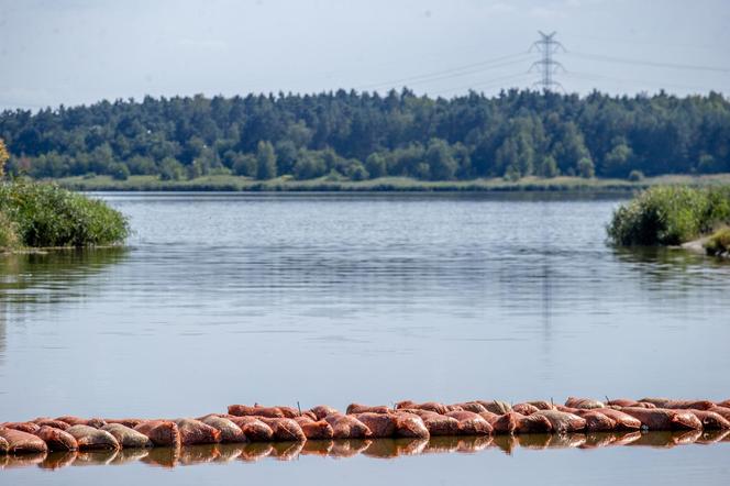 Wyłowiono już ponad 110 ton śniętych ryb. "Tu już nie ma życia"