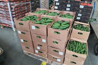  Rosyjskie ogórki na polskich bazarach!