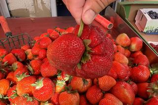 Truskawka-gigant na straganie w Świnoujściu