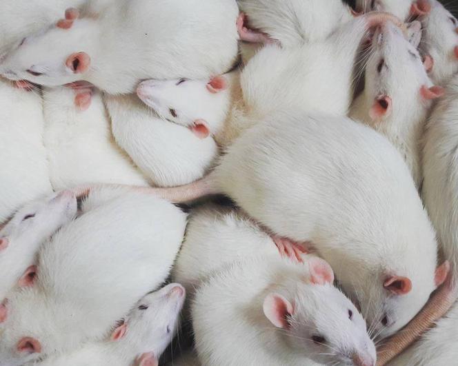 Oddolna inicjatywa Lab Rescue