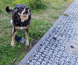 78-latek z Łochowa zginął w wypadku. Syn Zbigniew ostrzegał ojca przed tragedią [ZDJĘCIA]