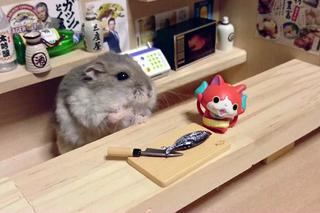 Śmieszny chomik to hit internetu!