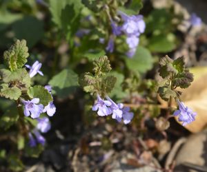 Bluszczyk kurdybanek – to nie chwast, a lecznicze zioło. Właściwości i zastosowanie