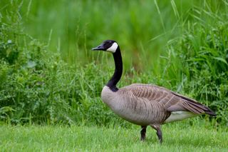 Gęsi Bernikla kanadyjskie 