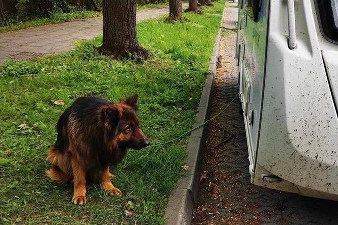 Zostawili psa bez opieki gdy sami bawili się w aquaparku. Interweniował Animal Patrol