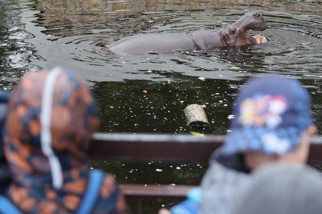 Hugo z ZOO baluje! Hipopotam z Warszawy ma 18 lat i dowód osobisty