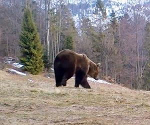 Niedźwiedzie w Beskidzie Żywieckim. Zobacz wideo z fotopułapki