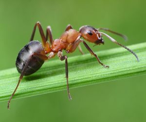 Mrówki - czy są groźne dla człowieka? Które mrówki gryzą?