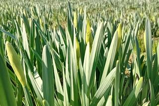 Ogród Botaniczny w Kielcach