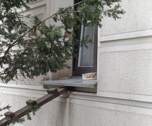  Żyją w symbiozie z gołębiami i kotami. Agresywne gryzonie opanowały blok w Warszawie