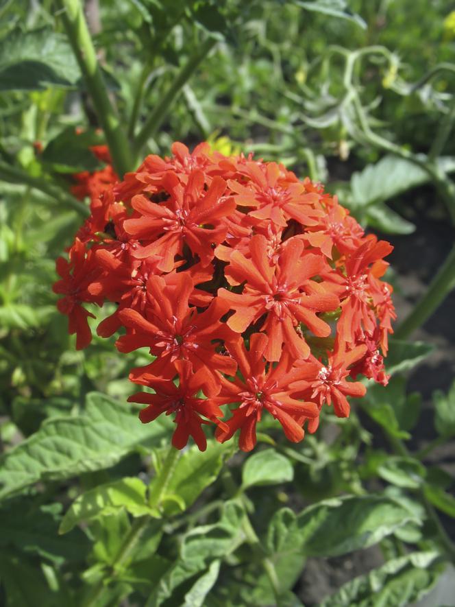 Firletka chalcedońska - Lychnis chalcedonica