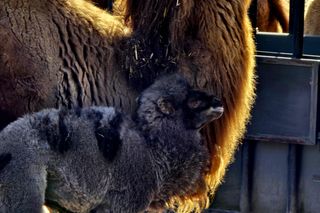 W Śląskim Ogrodzie Zoologicznym narodził się maleńki wielbłąd. Franek już teraz skrada serca