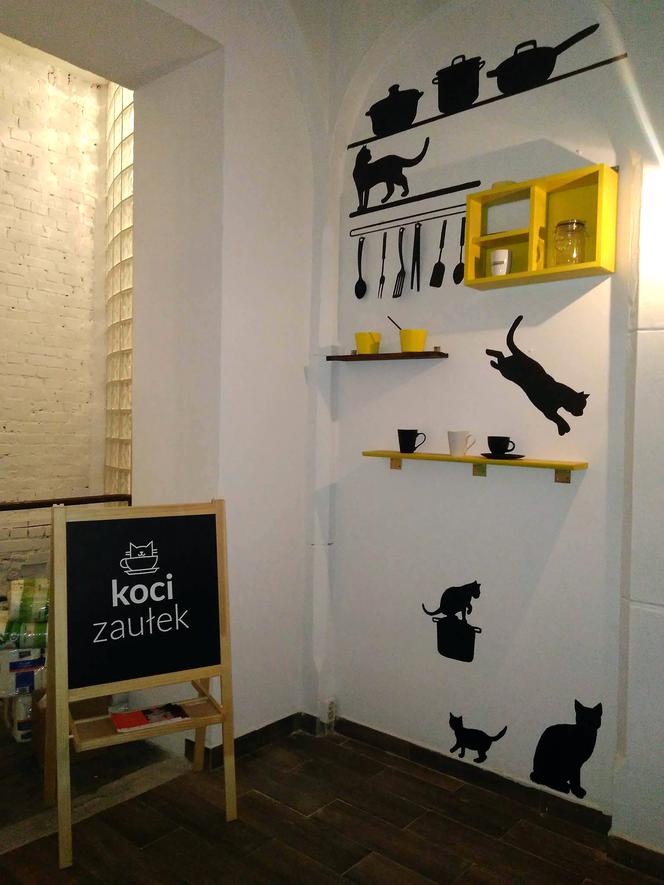 Katowice: Pierwsza na Śląsku Kocia Kawiarnia działa już trzy tygodnie! [ZDJĘCIA]