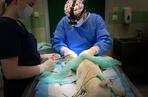 Messi. Operacja psa z dziurą w przemyskiej lecznicy ADA (GALERIA)