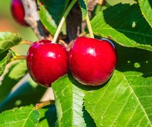 Największy błąd przy jedzeniu czereśni? Sprawdź, by uniknąć przykrych dolegliwości