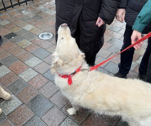 Golden Retriever WOŚP w Poznaniu