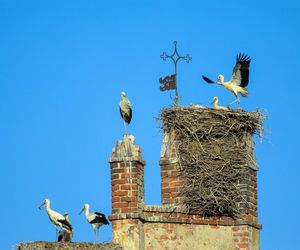   Lwowiec nazywany jest bocianią wioską. Wyjątkowa wieś w woj. warmińsko-mazurskim