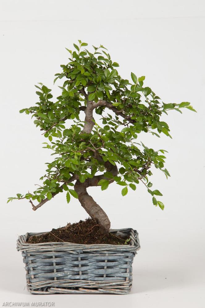 bonsai