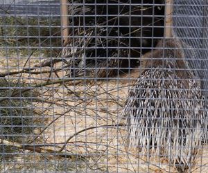 ZOOPARK w Lublinie. „Postawiliśmy na polski las. Chcemy promować nasze zwierzątka”