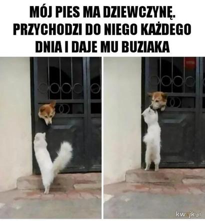 Chcesz poprawić sobie humor? Te memy ze zwierzętami rozbawią cię do łez!
