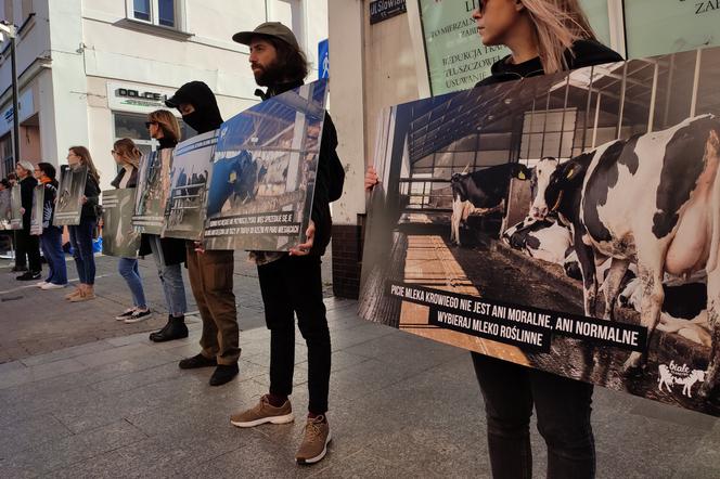 Przeciwko piciu mleka i spożywaniu produktów mleczarskich. W  Lesznie protestowali aktywiści Fundacji VIVA [AUDIO/VIDEO]
