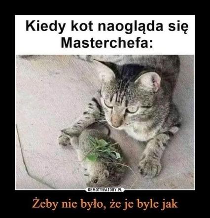 Chcesz poprawić sobie humor? Te memy ze zwierzętami rozbawią cię do łez!