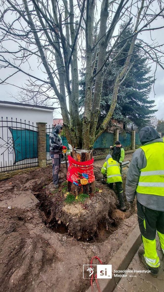 Kasztanowiec trafił na środek ronda