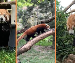 Nowy mieszkaniec wrocławskiego zoo. Bernie przyjechał z Irlandii