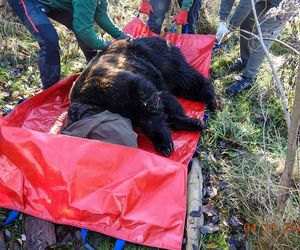 Mieszkaniec Częstochowy trzymał niedźwiedzia w niewoli. Trafił do zoo w Poznaniu