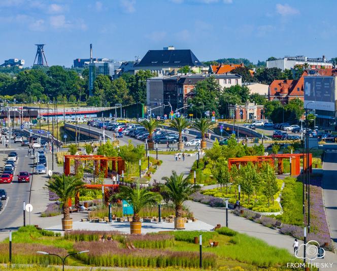 Palmy w Gliwicach stanęły w środku miasta