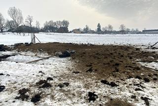 Żubry wyjadają nam jedzenie