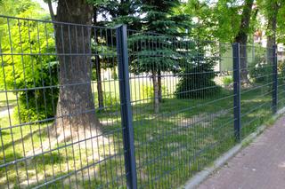 Świdnik. Na terenie przedszkola urodziły się jeże. Musiała interweniować Straż Miejska