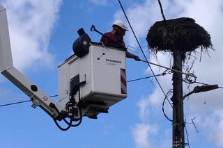 Deszcz uszkodził dom bocianiej rodziny w Krutyni