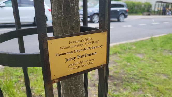 Aleja Dębowa w Bydgoszczy, czyli żywa historia wśród zieleni